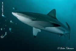 Sharks, what a nice animals!! by Victor Tabernero 